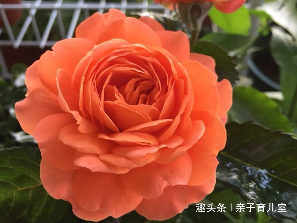 喜欢养玫瑰，就养盆“玫瑰精品”土星王阳台，丰腴婀娜，富贵祥瑞