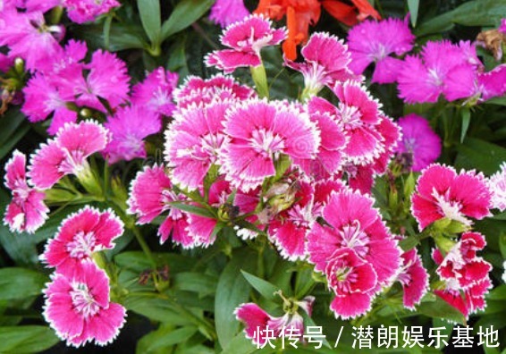 4款典雅的“淑女花”,高端大气上档次,养在客厅美出新天地,艳