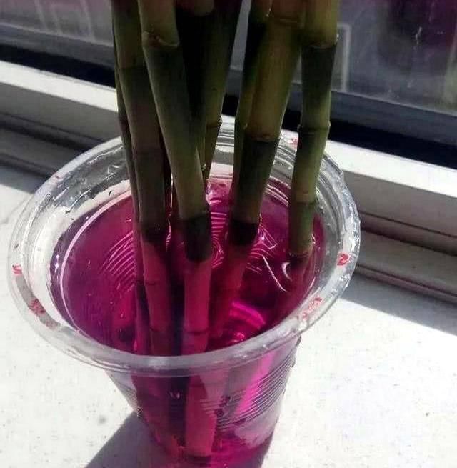 水培植物|4种药片过期了不要扔,养花用一片,杀菌消毒、防黄化、促生根