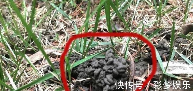 花花草草|捡来1种土块，碾碎泡水，制成万能肥，养花根壮、花多