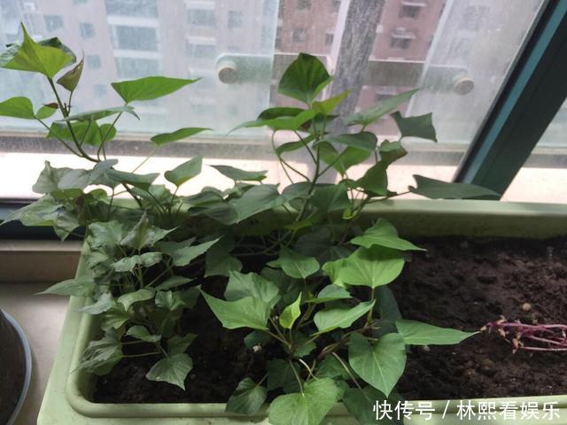 红薯|秋天剪下1根红薯藤，插盆土里，一个冬天吃不完，收获一茬又一茬