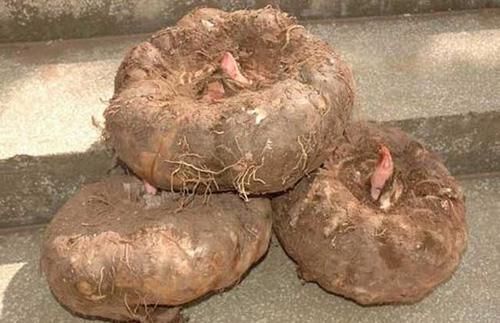 稳定血糖|吃核桃真的可以降血糖？想要稳定血糖，这2种食材少吃一点是一点