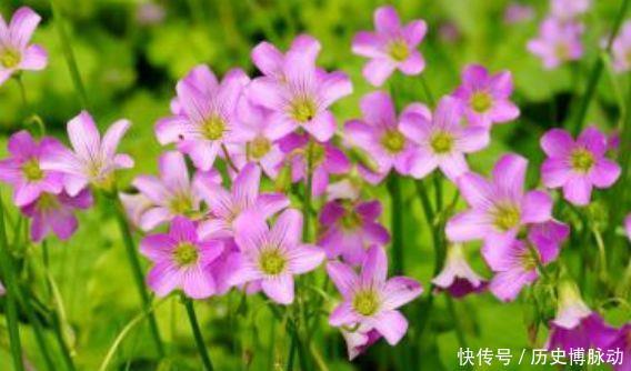 冬天养几款花卉,风吹开花旺,四季开花不断,阳台变成小花园