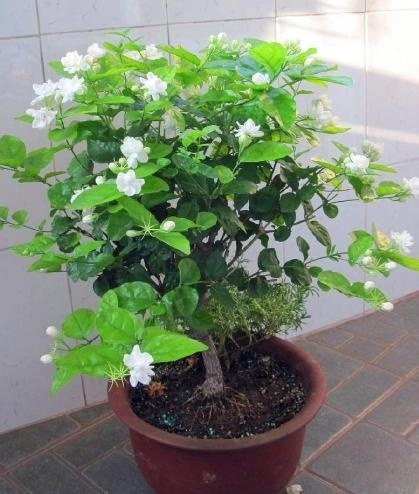 总是“吃醋”的3种花，隔1个月“吃1斤”，叶片油绿，还蹭蹭长！