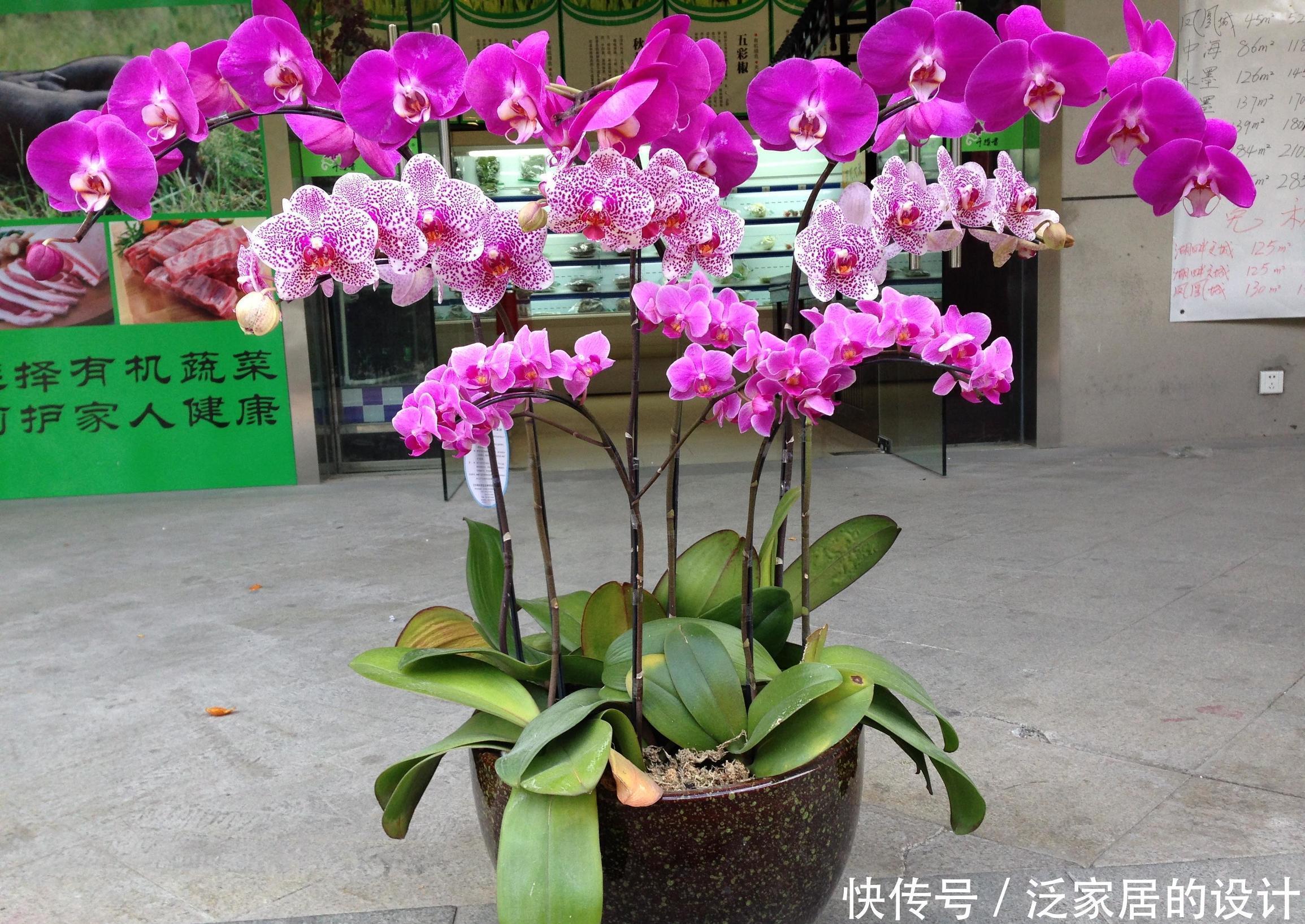 养花浇水放个小药片,比施肥还管用,猛开花,不黄叶