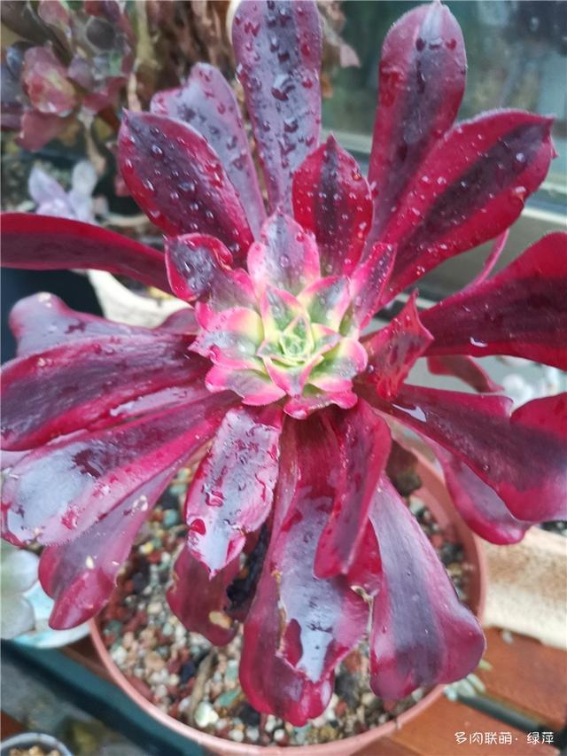 拈花一笑为红颜,无奈雨霾非吾恋