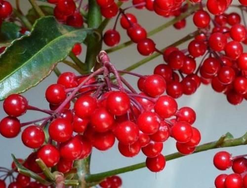 年底养花,一盆红红火火添福气的“富贵籽”,你会养吗?