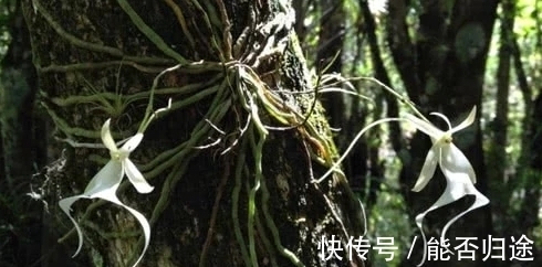 小蓉|世界上最贵的花,一朵价值1500万!发现一朵一辈子都不愁了.