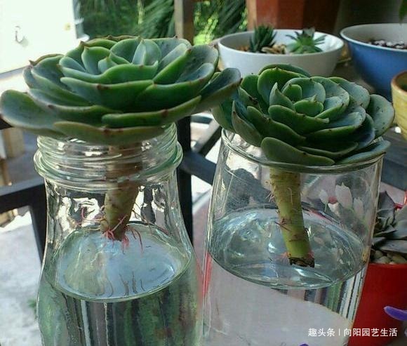 多肉养不好，干脆丢在水里，学学“水养多肉”，不烂根长的还快