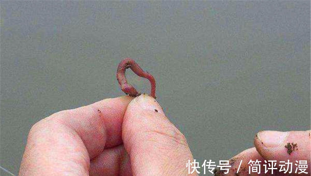 初冬钓鲫鱼，好用的虫饵有这3种，蚯蚓不上鱼，另外两种必定有效