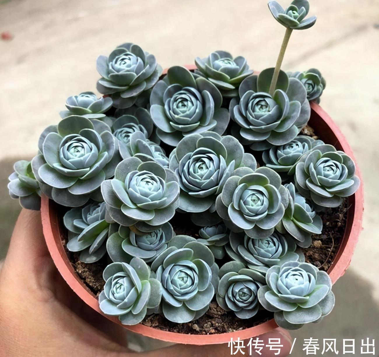 多肉|矮盆适合养吊兰,这几种吊兰推荐给你,很好养