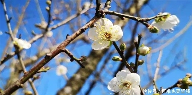 梅花的约定：明月梅花约共看，归期已负梅花约