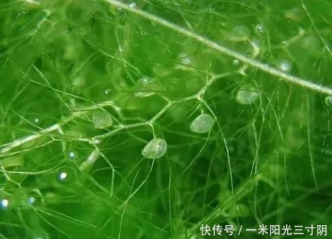 世界上十大剧毒植物,你身边有吗?