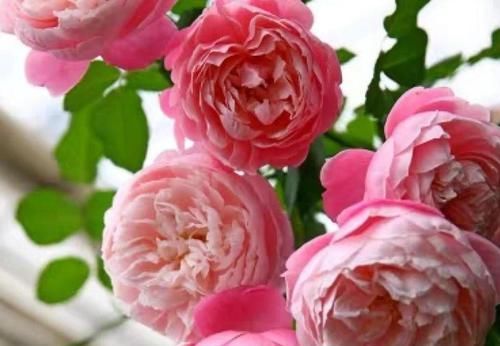  月季花|月季花剪几刀，一茬一茬开花，开的花都停不下来！