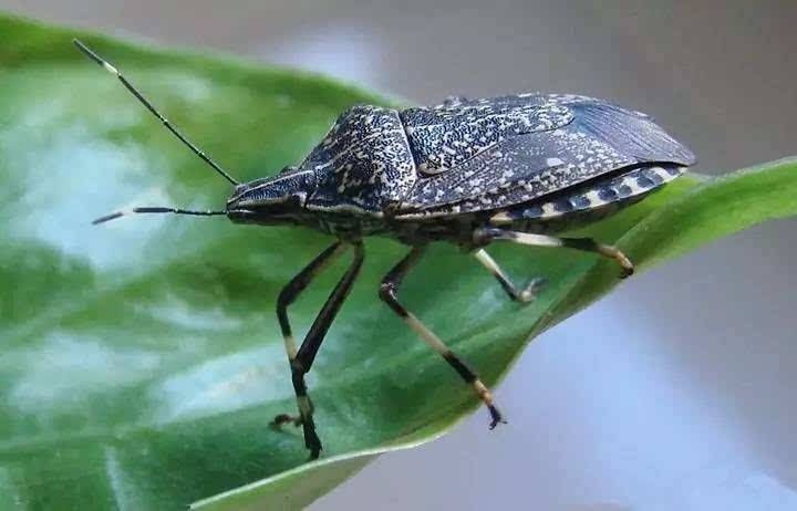 村里老人爱说:“有钱人吃鹿茸,没钱人吃屁巴虫”,屁巴虫是啥