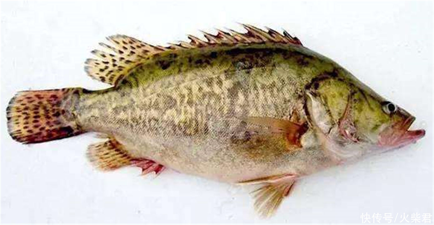 广西|广西野生鳜鱼泛滥?有钓友两小时钓了一桶,有人羡慕也有人恼怒