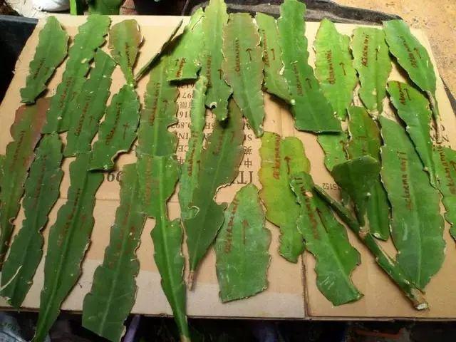 夏天这8种花不用买,叶子丢进花盆里,嗖嗖长白根