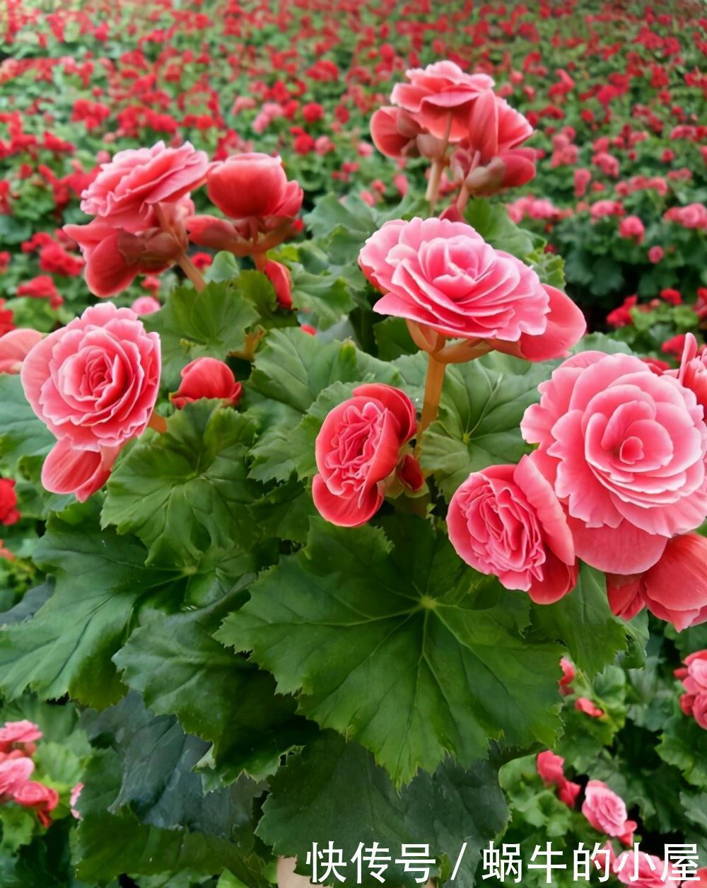 遮光网|4种需尽快搬离阳台的耐阴花,晒久了会影响花的生长,安排起来