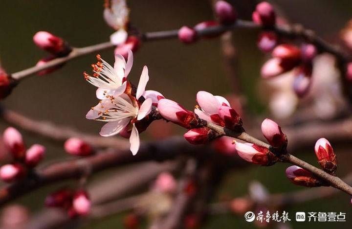 老年|早春暖如初夏，济南桃花盛开美艳动人