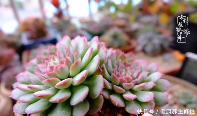 冬季,属于多肉的季节!养多肉的你喜欢冬天吗!