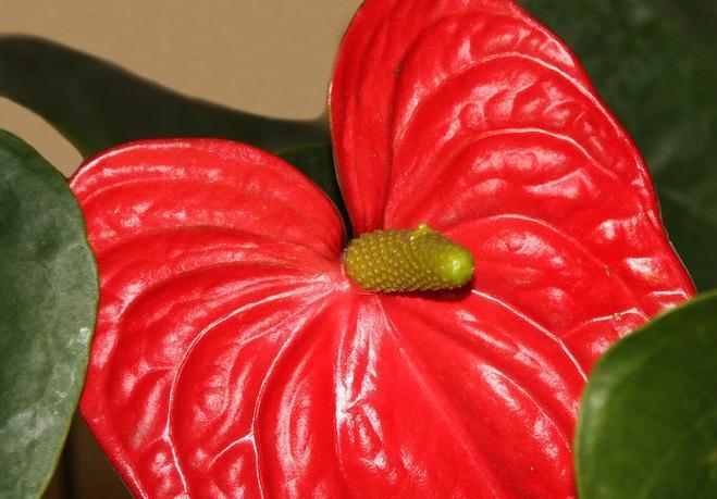 红掌盆栽不够精神,奄奄一息无状态,换个环境试一试