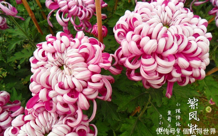 传奇176复古手游 怀旧版