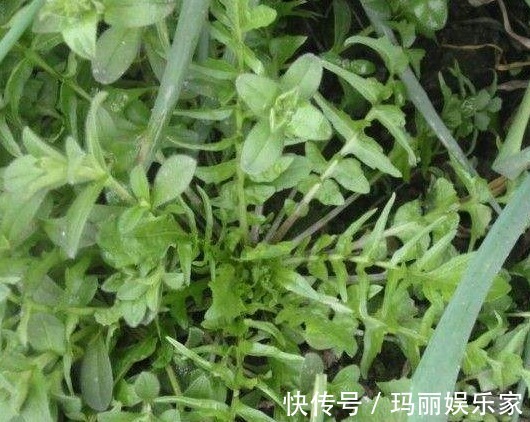 入药|乡间常见野菜,用来包饺子味道一绝,如今城里一斤8元,还能入药