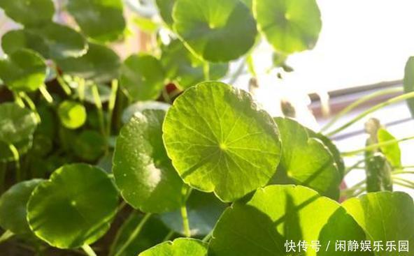 养这5样植物，将修剪做到位，才能年年抽枝发芽、长爆盆！