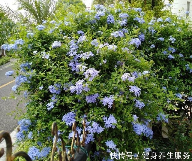 养花,就养“3盆花”,花量特别大,一棵繁殖多棵,人见人爱!