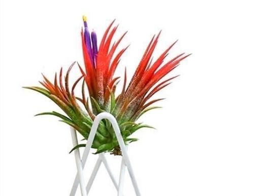  冬天|五种花冬天真的太难养，一般环境达不到，建议还是不养得好