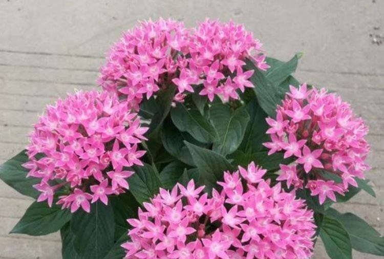 4种花是花卉中的佼佼者，好养易开花，花香四溢飘满屋，美爆了