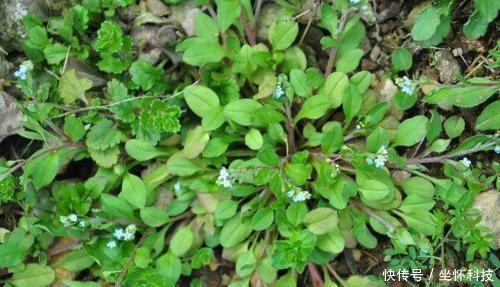 中年|它经常被当杂草除掉,却能治疗手脚麻木,如今20元一斤很贵