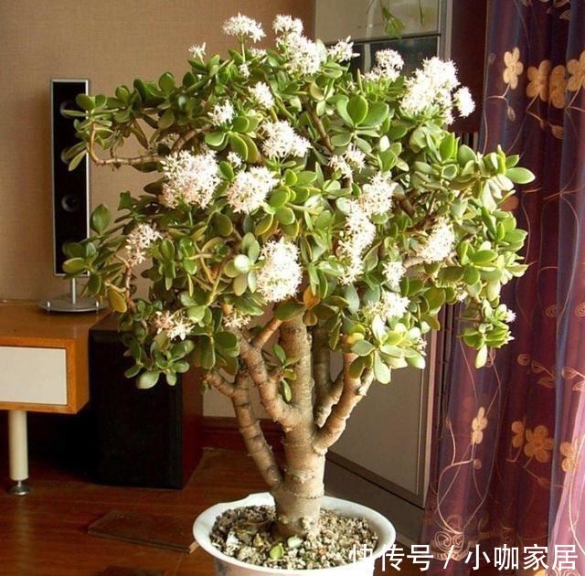 老桩|3种常见的植物,轻松养成老桩盆景,漂亮又美观