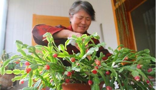 张大妈养蟹爪兰，只摆“这里”，再喂点“它”，叶子利如“刀”！