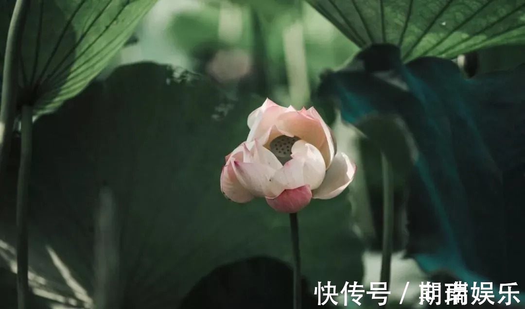 石钟山记@苏轼散文名句15则,学做人、学处世,你会受益无穷