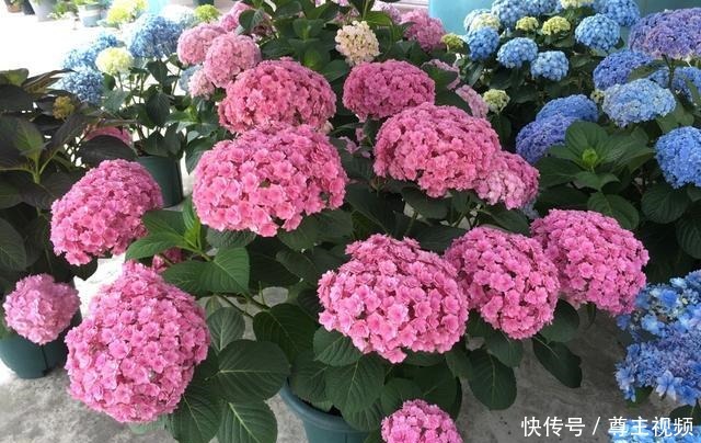 自己造花园,4种花卉不能少,2个月就能开爆盆,关键皮实好养!