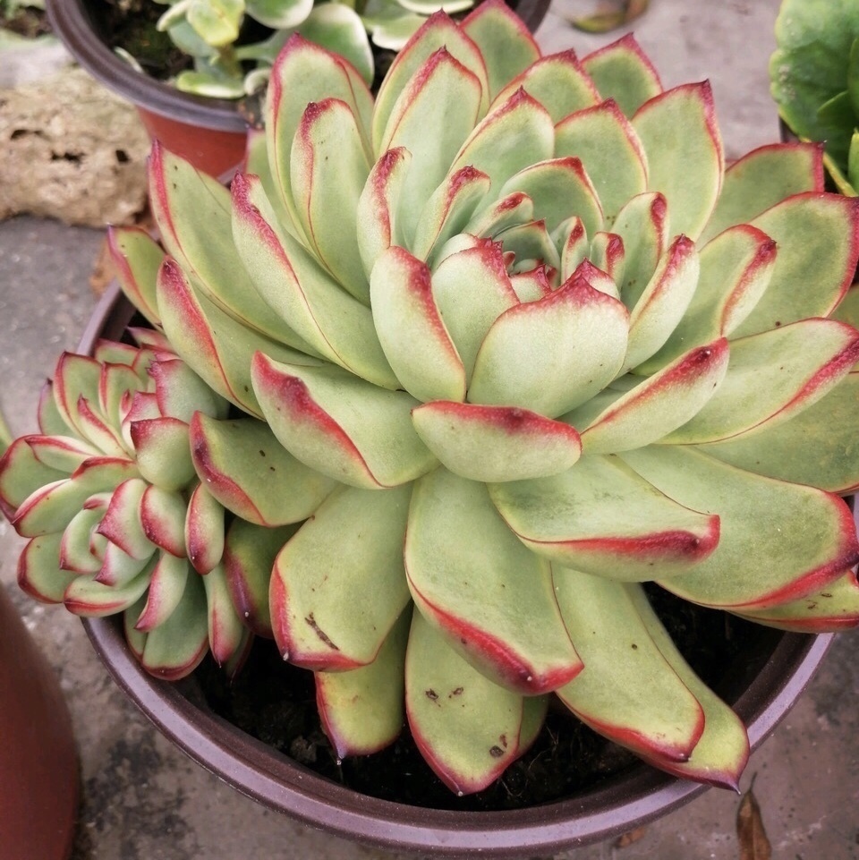 谁家都有的“5种”壳,给花盆里加一点,嗖嗖长爆盆,都是好肥料