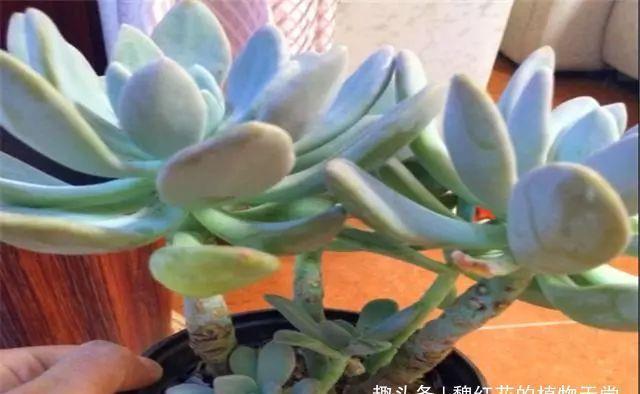 多肉冬美人养护3妙招,轻松养成极品老桩,蓝绿粉紫,美赛桃蛋