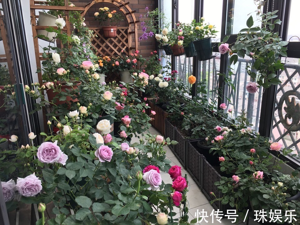 他养花“自制”有机肥,1月只浇“2瓶盖”,效果惊人,花肥不用买