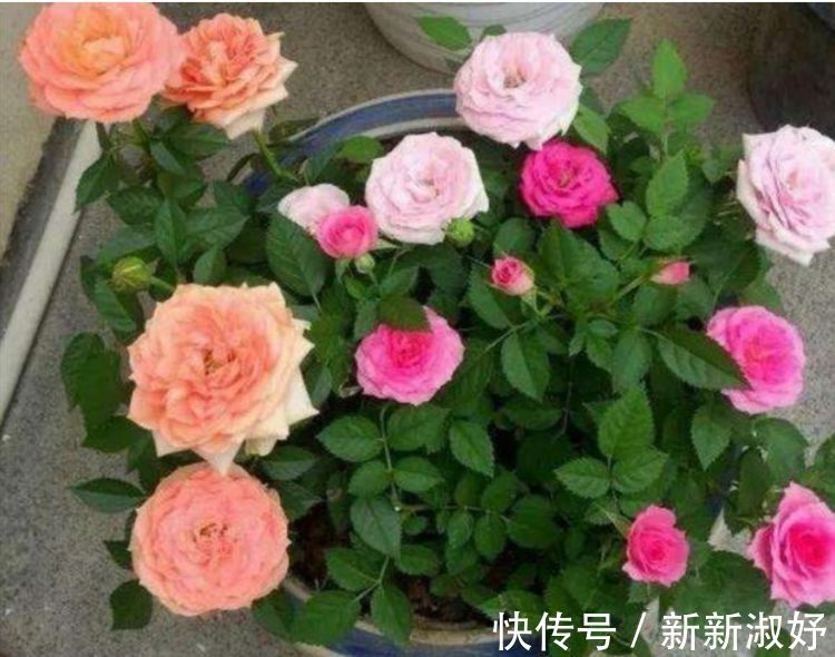 月季|几种花养家里,谁见了都喜欢,第二种已经被迷住了!