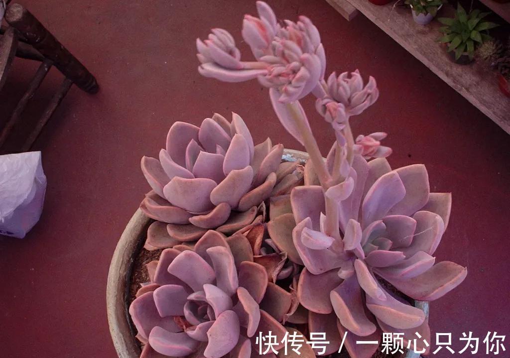 养多肉选黛比，全年保持紫红色，秋季繁殖很轻松，一盆变多盆