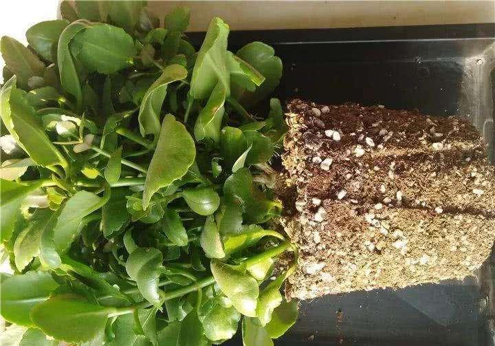 长寿花有“4喜3怕”,避开小坑,快速开花一大片,太省心了