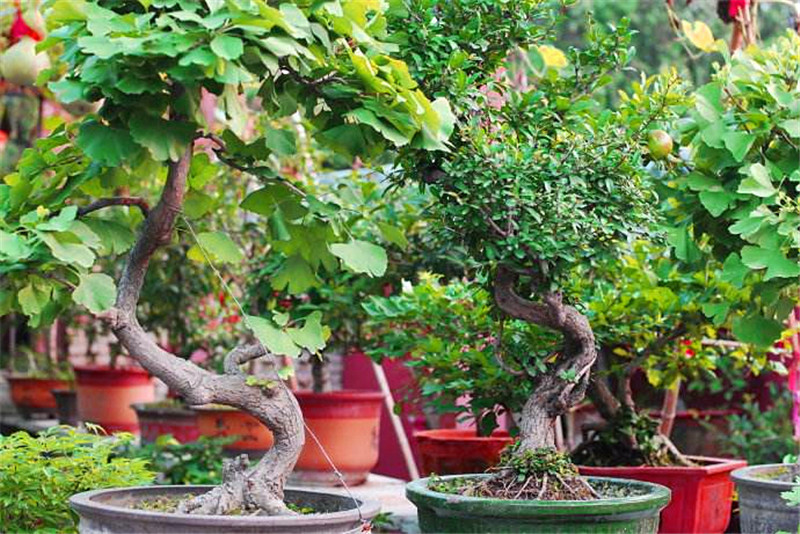 客厅养“树”不要少了这3棵,花3-5年时间,一棵1万无压力