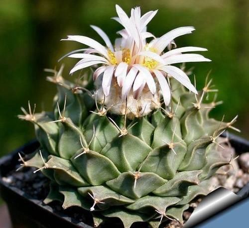 帝冠,霸气多肉,仙人掌精品