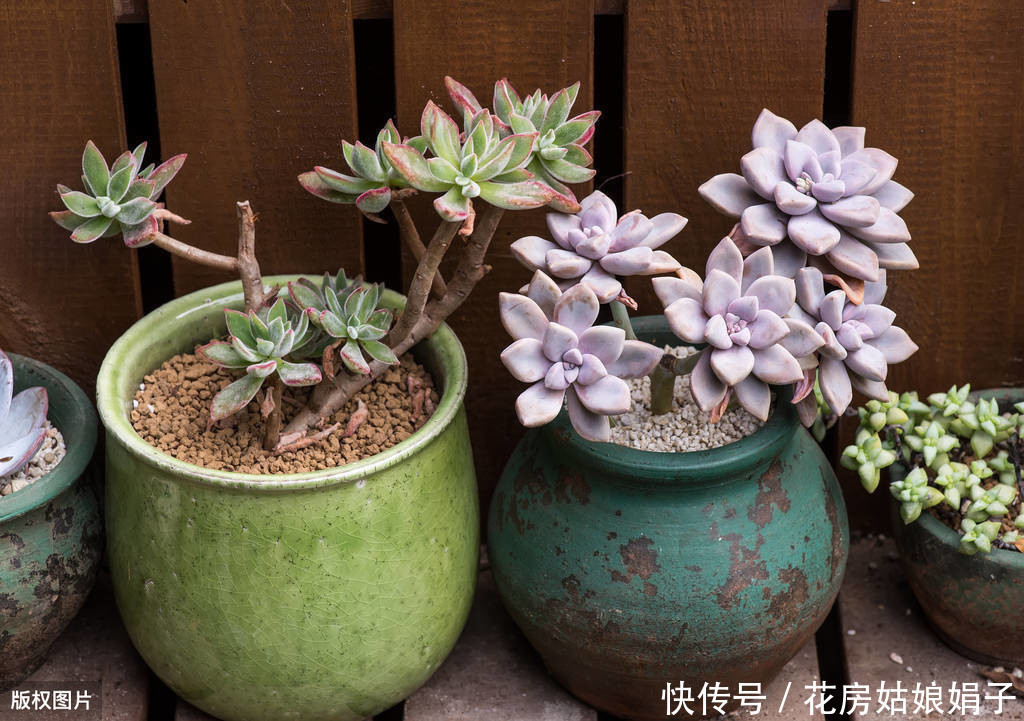 缺水|多肉植物怎么浇水?提供浇水七大知识点,让养殖多肉变得更加简单