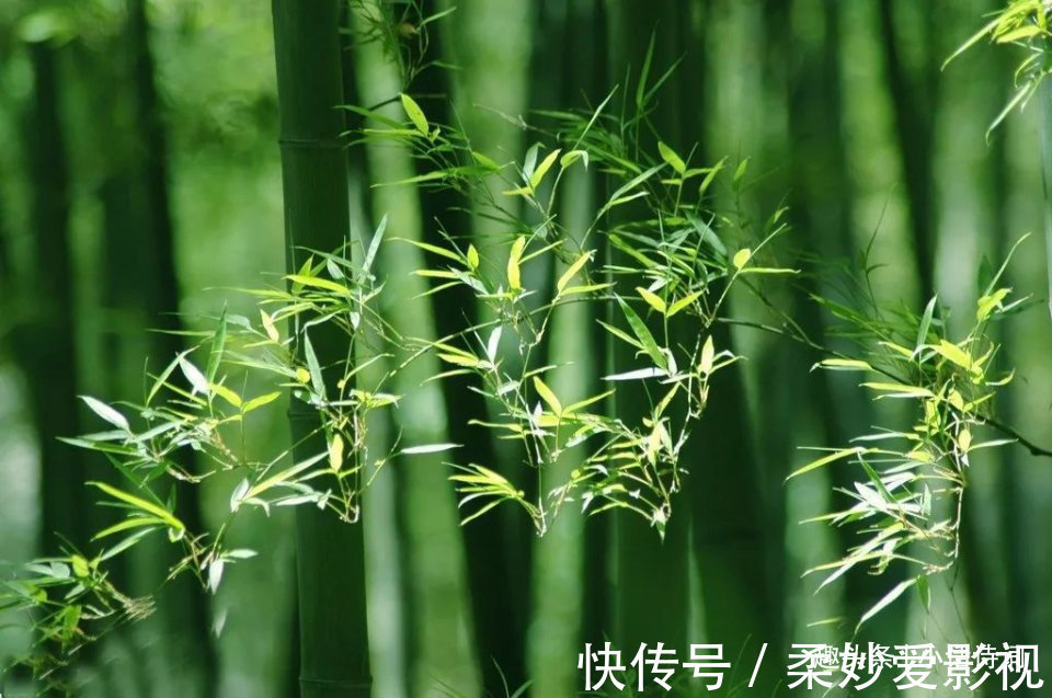 咏竹诗$李贺的一首咏竹诗,竹子的形象与诗人合二为一,读来让人感慨不已