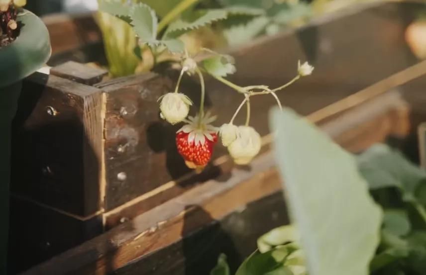 德国主妇将8㎡阳台打造成菜园，不花一分钱种够全家吃的菜