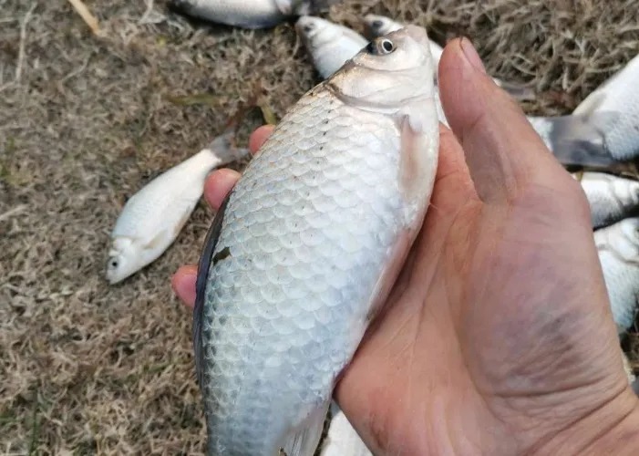 钓法|冷天钓鱼,到底传统钓好还是台钓更合适?按我说的做,准没错