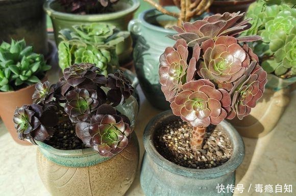 多肉法师,四季浇水不同,养出“美态”大魔头,人见人爱!