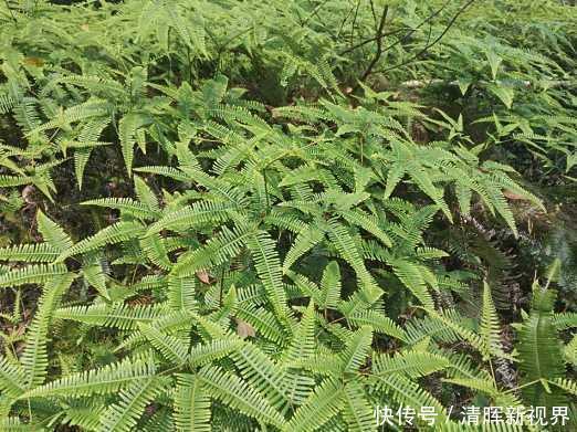 铁芒萁|此植物叫芒萁,以前是烧火的好材料,现在被遗忘,越来越少见了